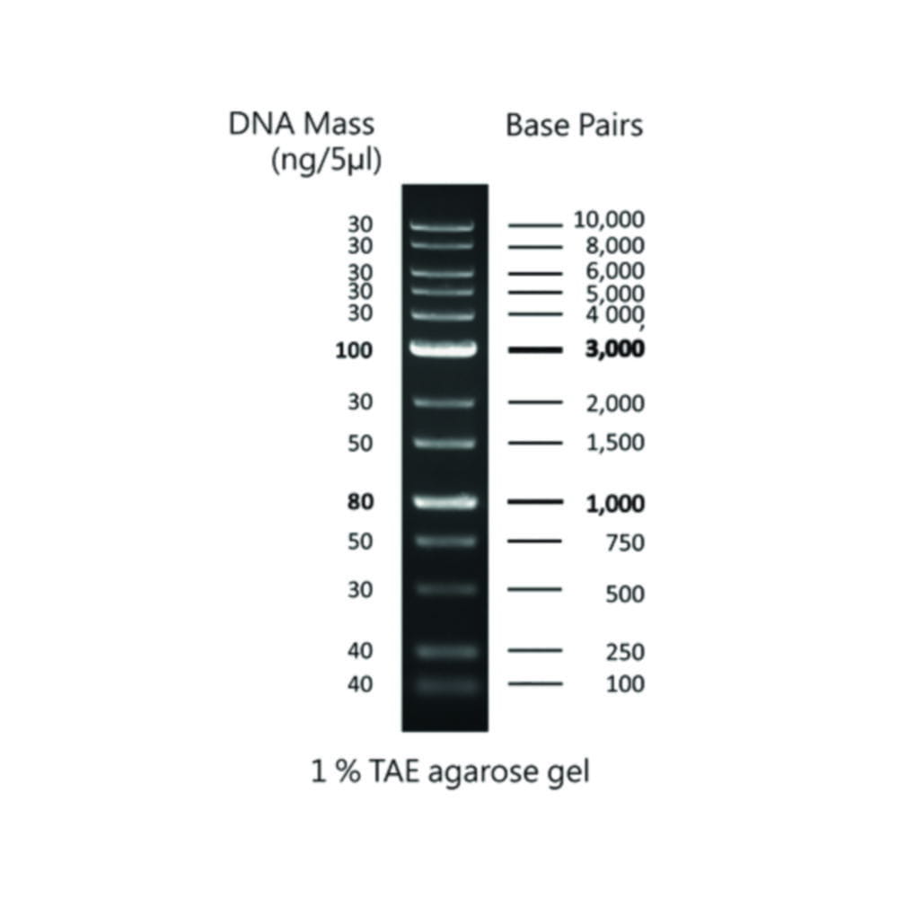 DNA Markers for Gel Electrophoresis