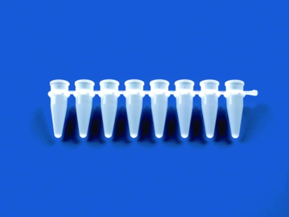 PCR tubes strips of 8, PP, without caps